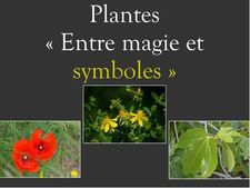 Plantes Entre Magie Et Symboles