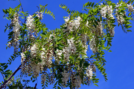 <p>Robinier faux acacia - <em>Robinia pseudoacacia</em> - Fabacées</p>
