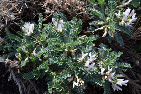 <p>Astragale de marseille - <em>Astragalus tragacantha</em> - Fabacées</p>