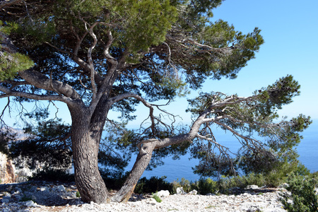 <p>Pin d'Alep - <em>Pinus halepensis</em> - Pinacées</p>