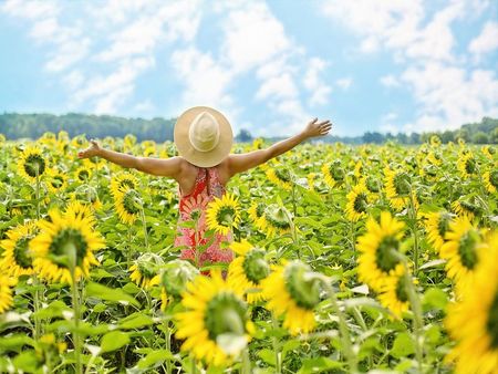 Sunflowers 3640938 1280