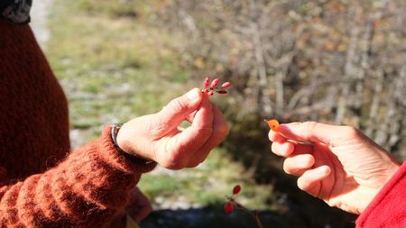 Identification Cpie (3)