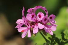 Rose Geranium 4277929 1280